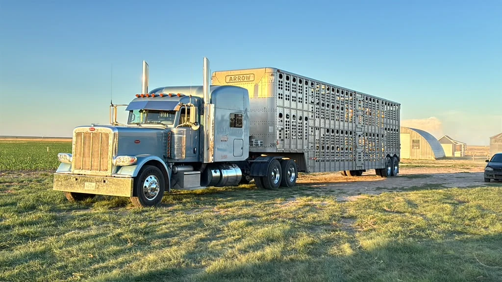 Semi truck with polished aluminum livestock trailer